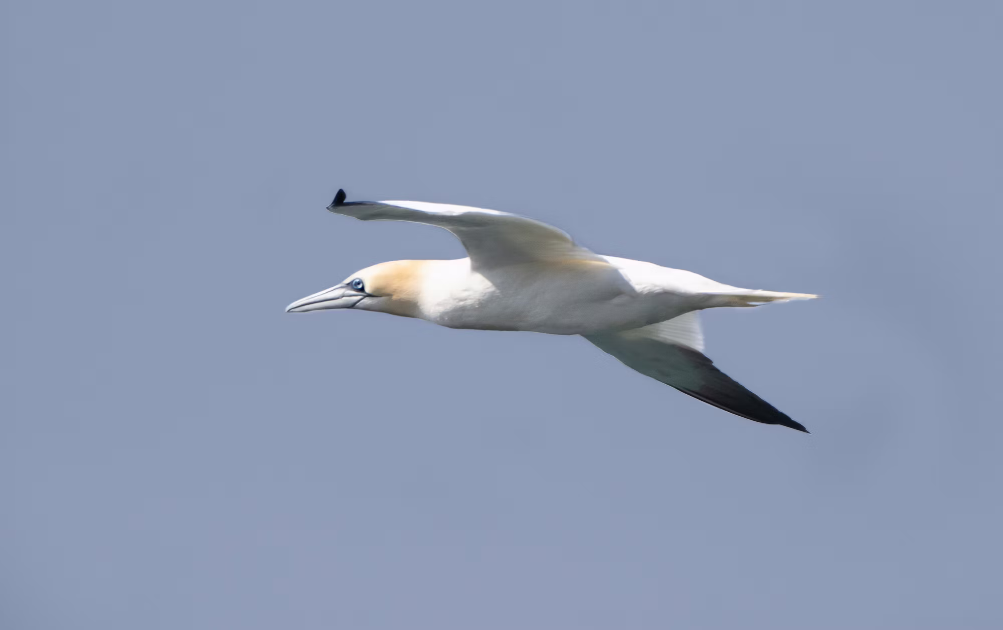 Beneath the Waves: Discovering the World of Diving